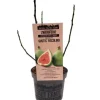 Feigenbaum Ficus carica Ficcolino Stadt Ernte H ca 20 cm 17 cm Topf