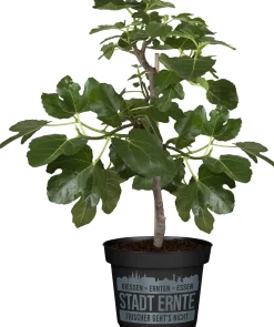 Feigenbaum Ficus carica Ficcolino Stadt Ernte H ca 20 cm 17 cm Topf