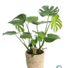 Fensterblatt Monstera deliciosa Deliciosa in Korb H ca. 60 cm 21 cm Topf
