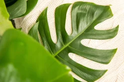 Fensterblatt Monstera deliciosa Deliciosa in Korb H ca. 60 cm 21 cm Topf