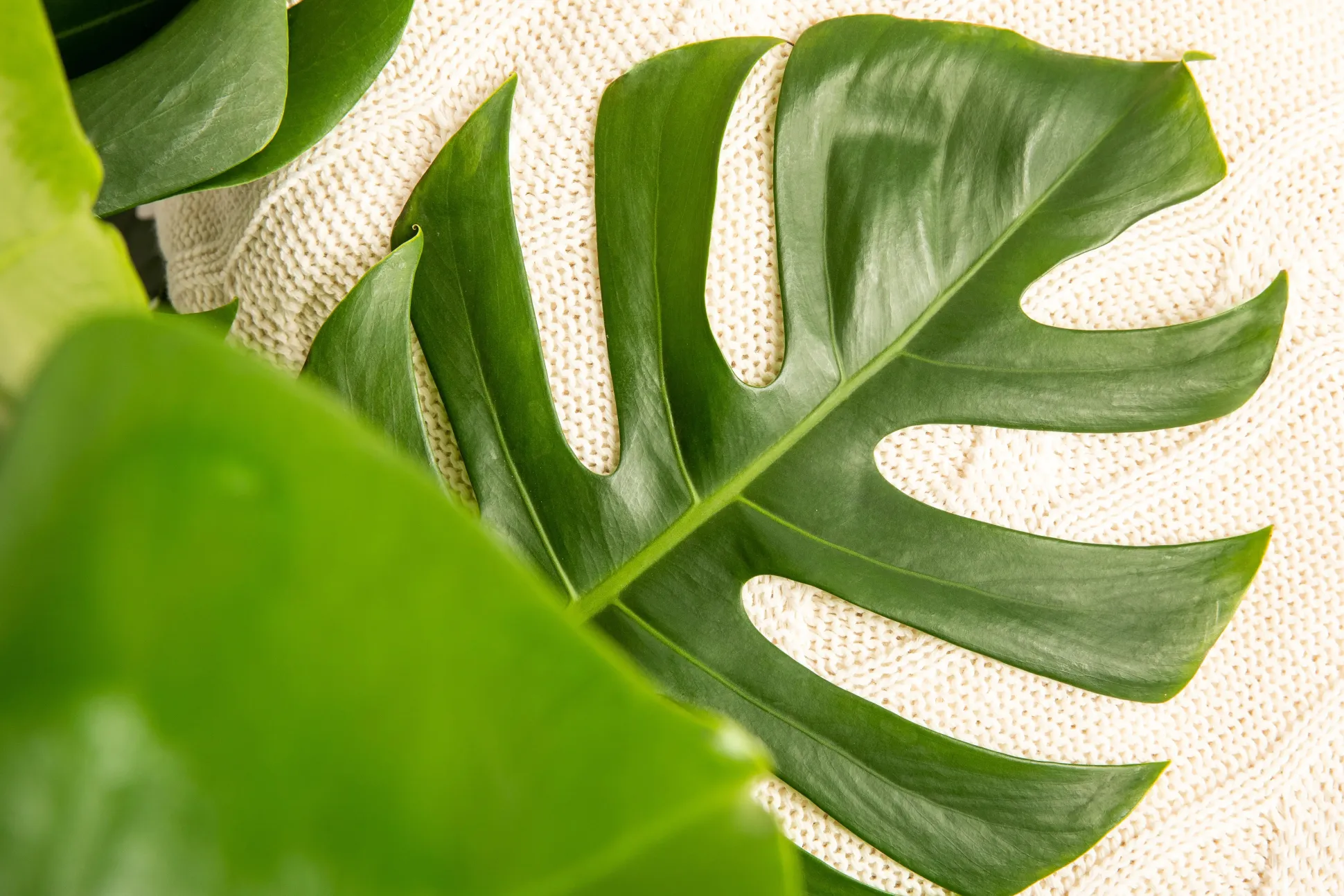 Fensterblatt Monstera deliciosa Deliciosa in Korb H ca. 60 cm 21 cm Topf