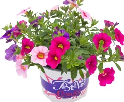 Festival Colours Petunie 12 cm Topf