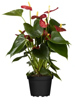 Flamingoblume Anthurium Red Champion H ca 50 cm 14 cm Topf