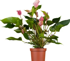 Flamingoblume Anthurium Zizou H ca. 40 cm 12 cm Topf