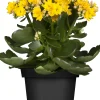 Flammendes Käthchen gelb gefüllt Kalanchoe H ca. 15 cm 7 cm Topf