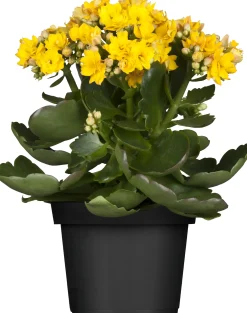Flammendes Käthchen gelb gefüllt Kalanchoe H ca. 15 cm 7 cm Topf