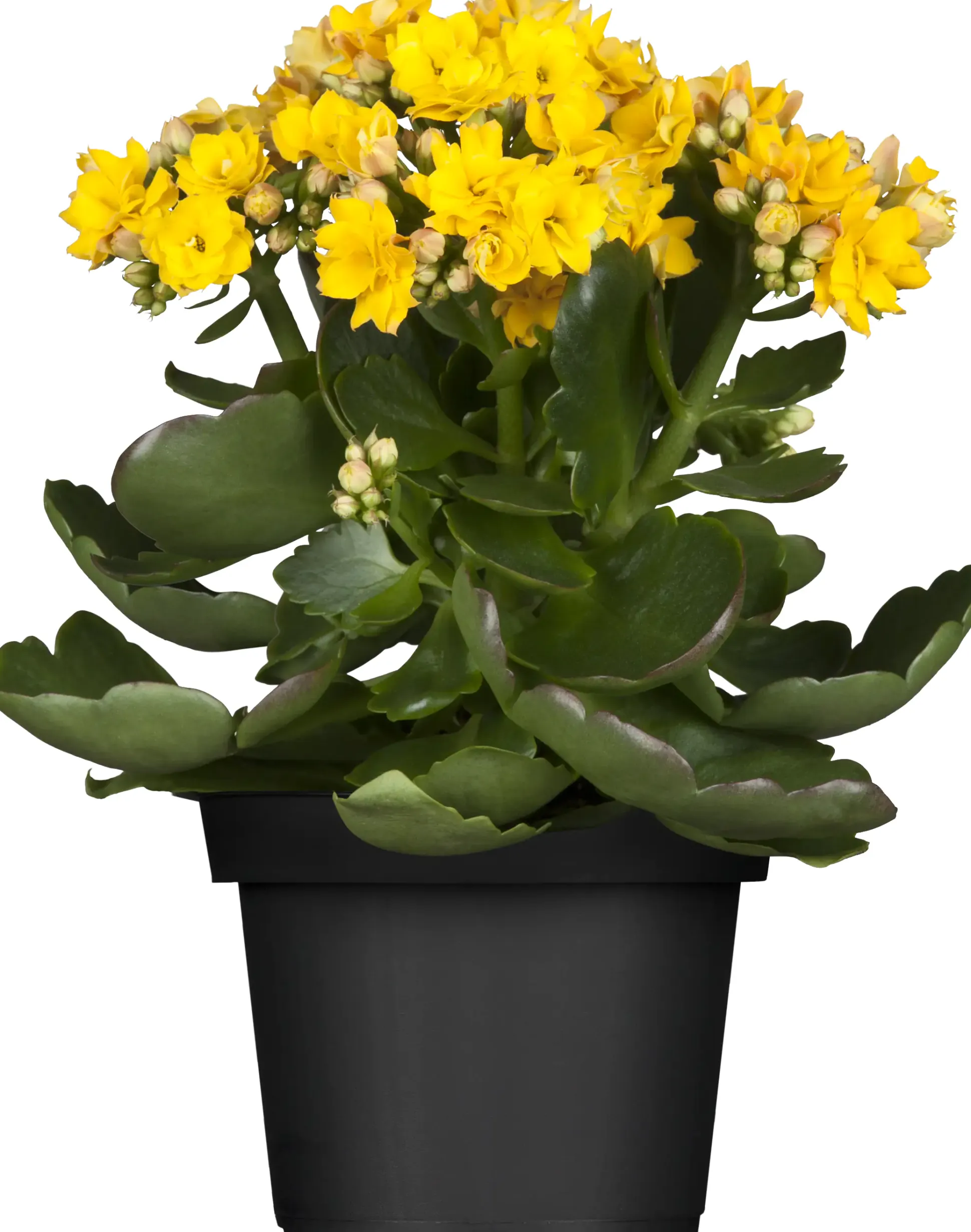 Flammendes Käthchen gelb gefüllt Kalanchoe H ca. 15 cm 7 cm Topf