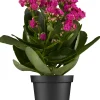 Flammendes Käthchen lila gefüllt Kalanchoe H ca. 15 cm 7 cm Topf