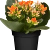 Flammendes Käthchen orange gefüllt Kalanchoe H ca. 15 cm 7 cm Topf