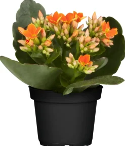 Flammendes Käthchen orange gefüllt Kalanchoe H ca. 15 cm 7 cm Topf
