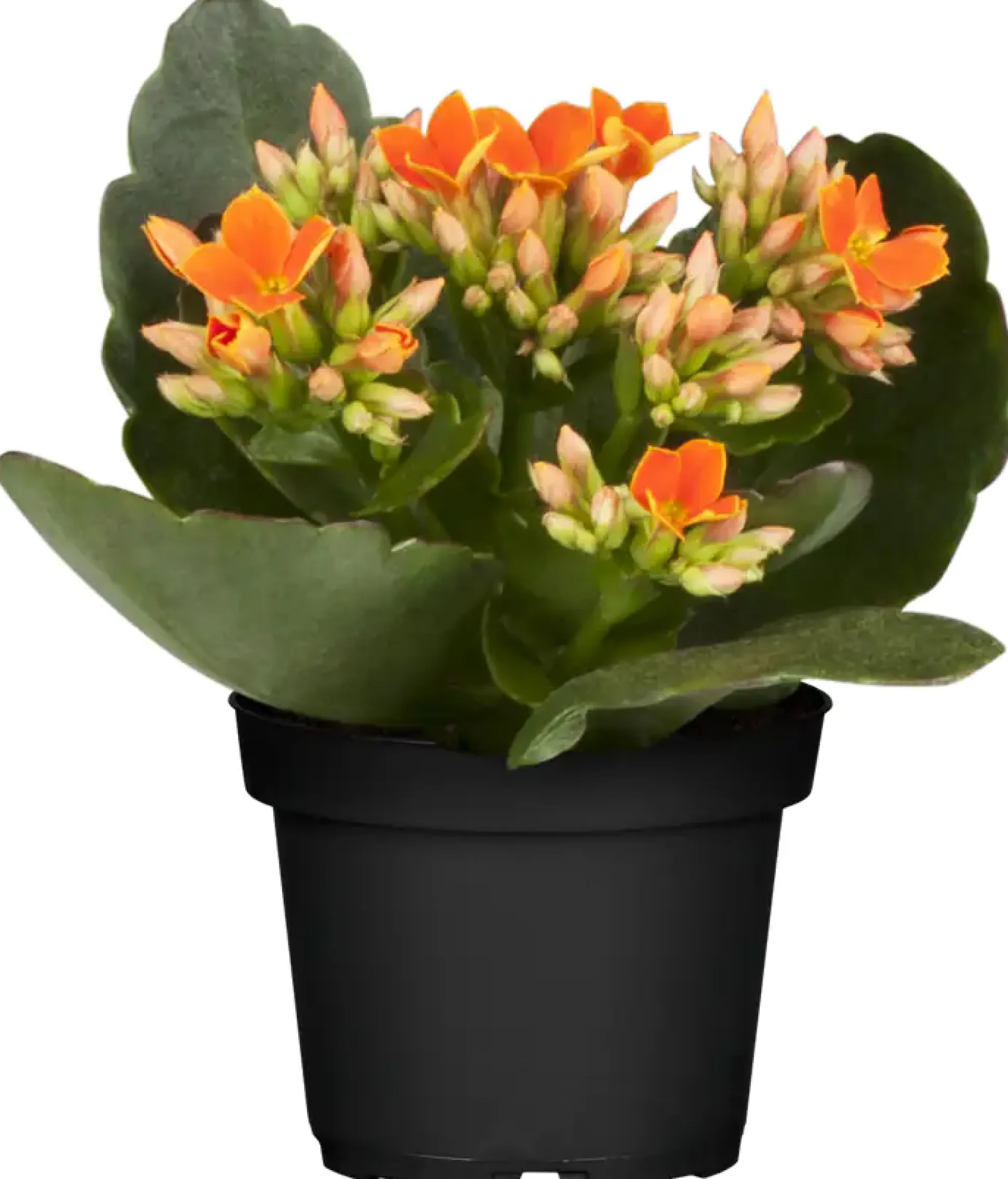 Flammendes Käthchen orange gefüllt Kalanchoe H ca. 15 cm 7 cm Topf