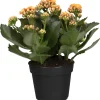 Flammendes Käthchen orange einfach Kalanchoe H ca. 22 cm 10,5 cm Topf