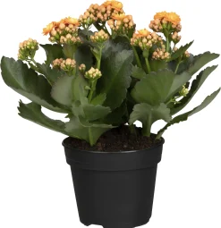 Flammendes Käthchen orange einfach Kalanchoe H ca. 22 cm 10,5 cm Topf