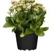 Flammendes Käthchen rosa einfach Kalanchoe H ca. 22 cm 10,5 cm Topf