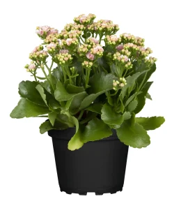 Flammendes Käthchen rosa einfach Kalanchoe H ca. 22 cm 10,5 cm Topf