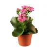 Flammendes Käthchen rosa gefüllt Kalanchoe H ca. 15 cm 7 cm Topf