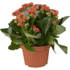 Flammendes Käthchen rot einfach Kalanchoe H ca. 22 cm 10,5 cm Topf