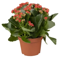 Flammendes Käthchen rot einfach Kalanchoe H ca. 22 cm 10,5 cm Topf