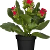 Flammendes Käthchen rot gefüllt Kalanchoe H ca. 15 cm 7 cm Topf