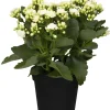 Flammendes Käthchen weiß einfach Kalanchoe H ca. 22 cm 10,5 cm Topf