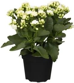 Flammendes Käthchen weiß einfach Kalanchoe H ca. 22 cm 10,5 cm Topf