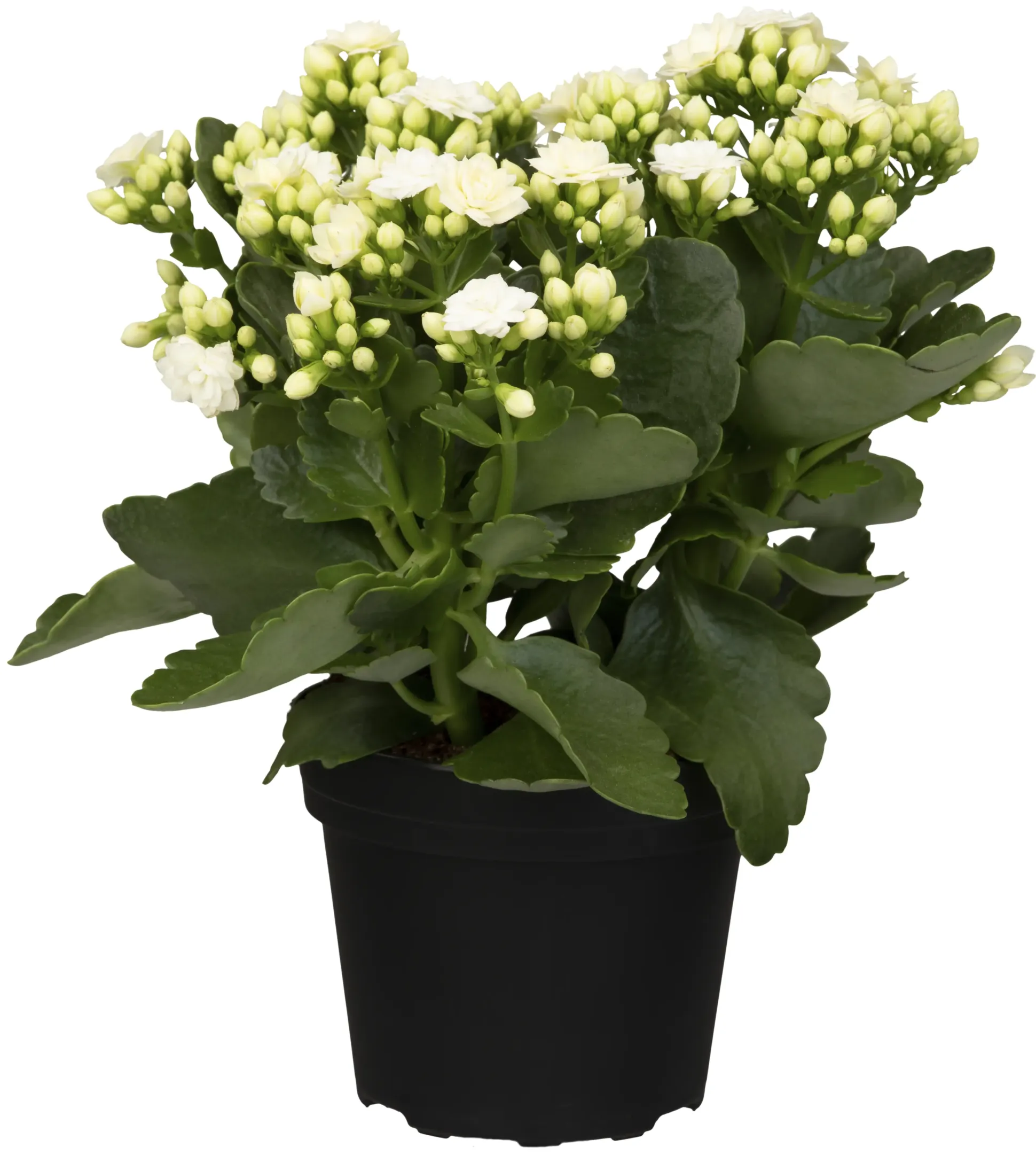 Flammendes Käthchen weiß einfach Kalanchoe H ca. 22 cm 10,5 cm Topf
