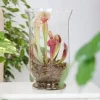 Fleischfressende Pflanzen Schlauchpflanze Mix H 30 cm 16 cm Terracotta Topf