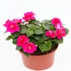 Fleissiges Lieschen Impatiens walleriana F1 H 15 cm 10,5 cm Topf