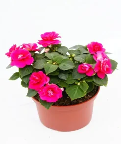 Fleissiges Lieschen Impatiens walleriana F1 H 15 cm 10,5 cm Topf