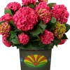 Freiland-Hortensie Hydrangea macrophylla 23 cm Topf