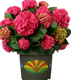 Freiland-Hortensie Hydrangea macrophylla 23 cm Topf