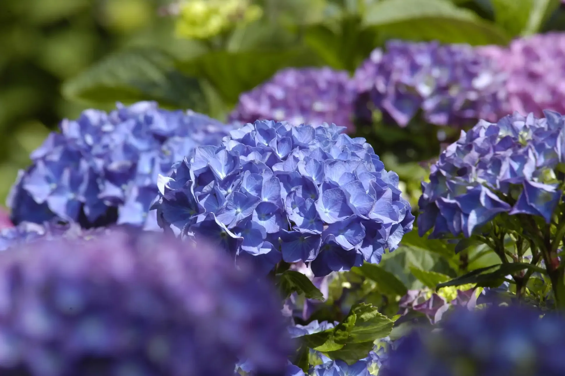 Freiland-Hortensie Hydrangea macrophylla 23 cm Topf