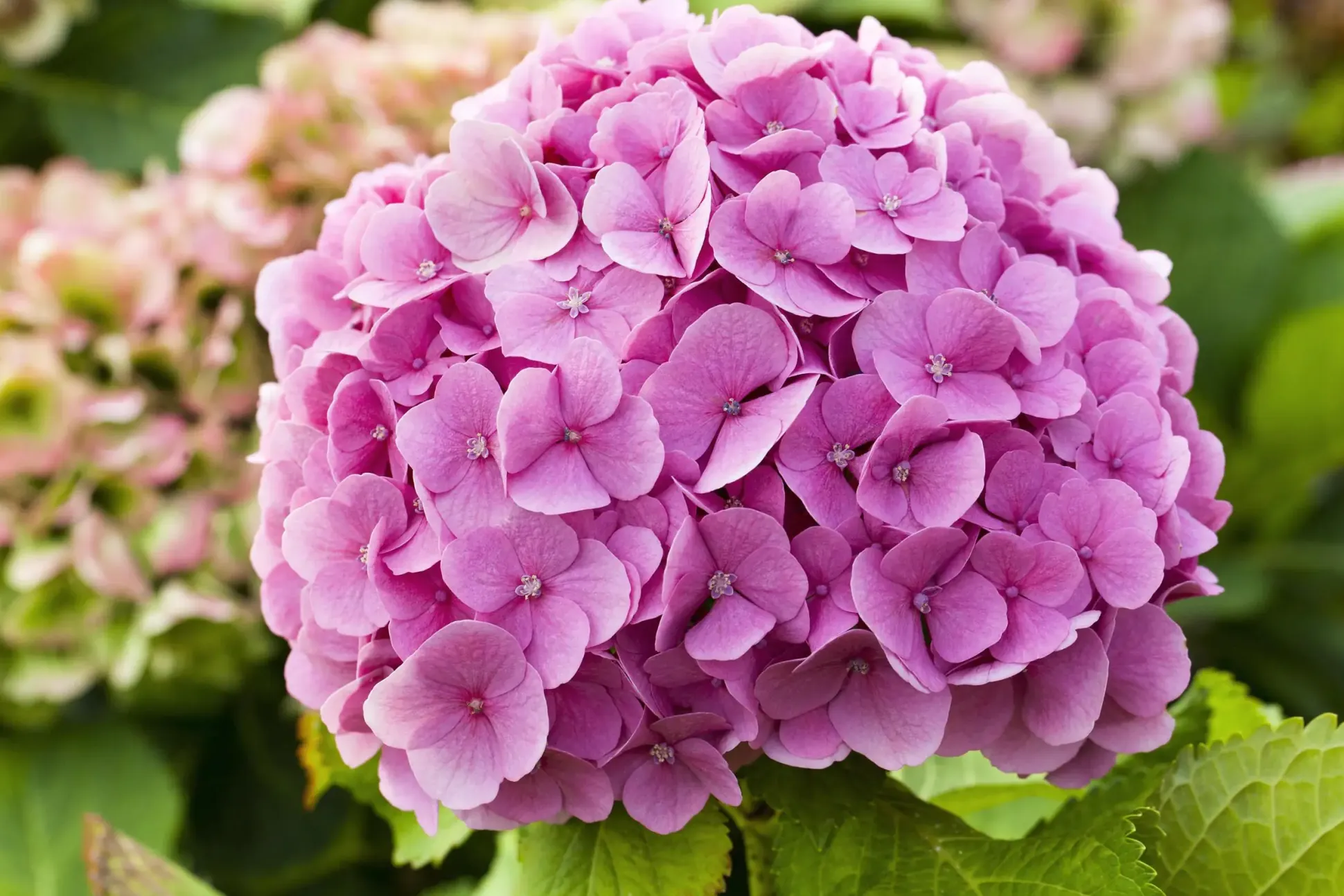Freiland-Hortensie Hydrangea macrophylla 23 cm Topf