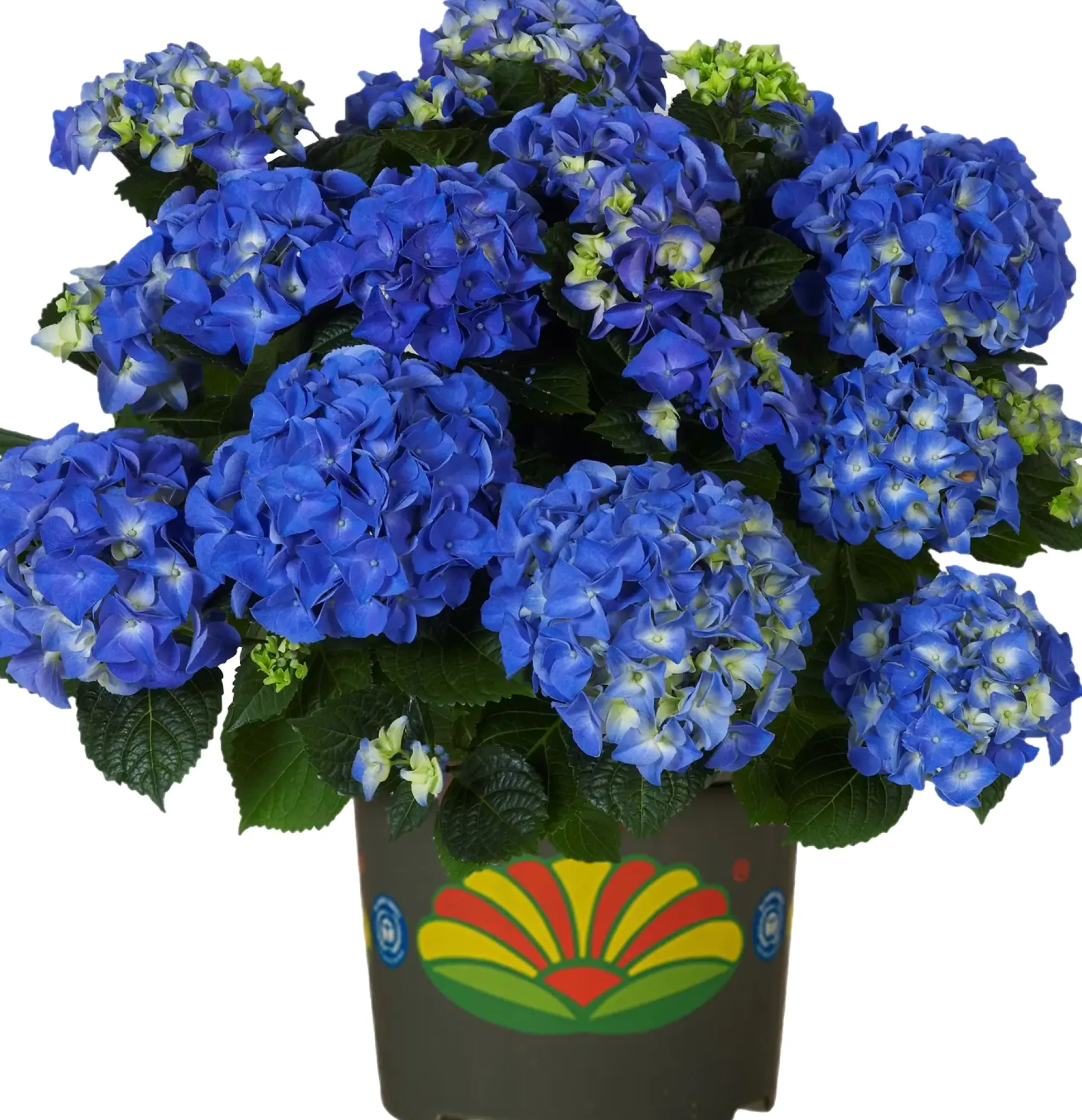 Freiland-Hortensie Hydrangea macrophylla 23 cm Topf
