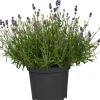 Freilandlavendel Munstead Auslese Lavandula, 5 l Container