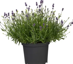 Freilandlavendel Munstead Auslese Lavandula, 5 l Container