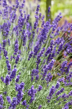 Freilandlavendel Munstead Auslese Lavandula, 5 l Container