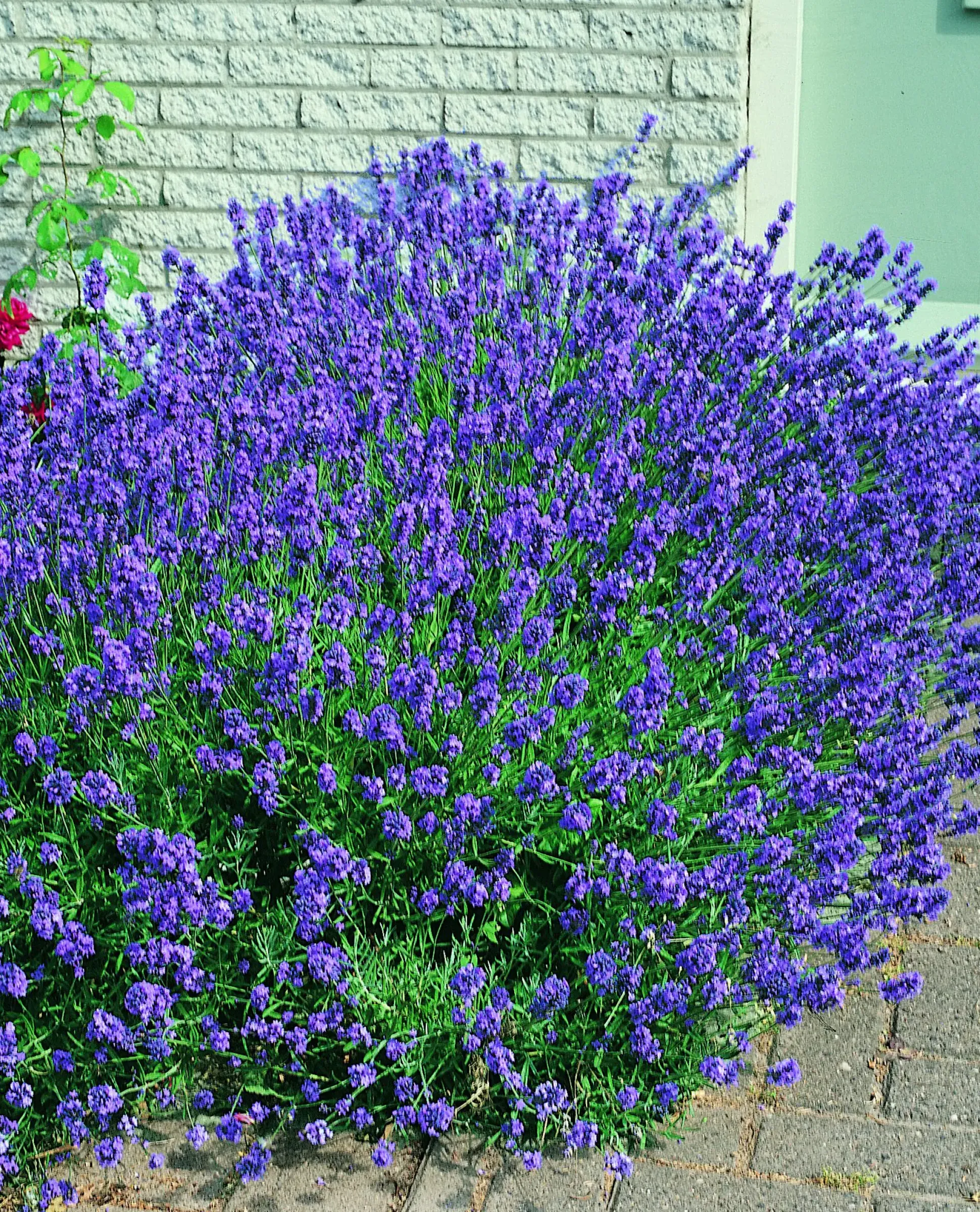 Freilandlavendel Munstead Auslese Lavandula, 5 l Container