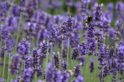 Freilandlavendel Munstead Auslese Lavandula, 5 l Container