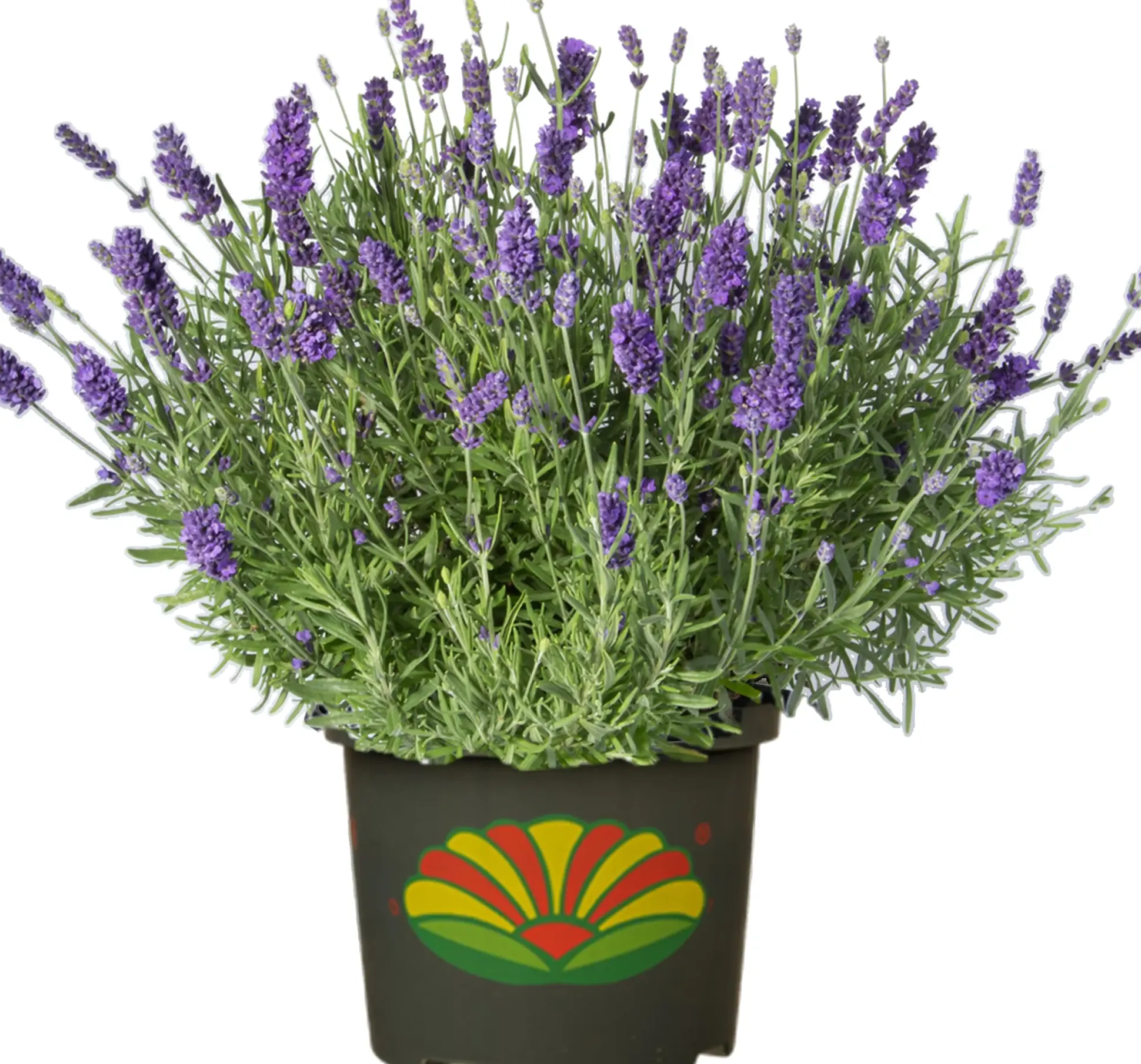Freilandlavendel Munstead Auslese Lavandula, 5 l Container