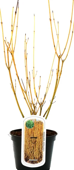 Frühjahrs-Blühsträuchermix im 19 cm Topf