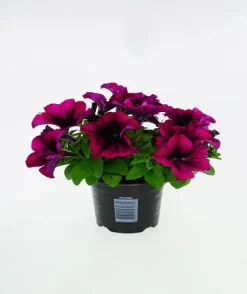 Gartenpetunie Petunia grandiflora F1 H 15 cm 10,5 cm Topf