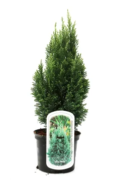 Gartenzypresse 20-40 cm 2 L Container