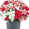 Gattungsmix Rockn Roll 12cm