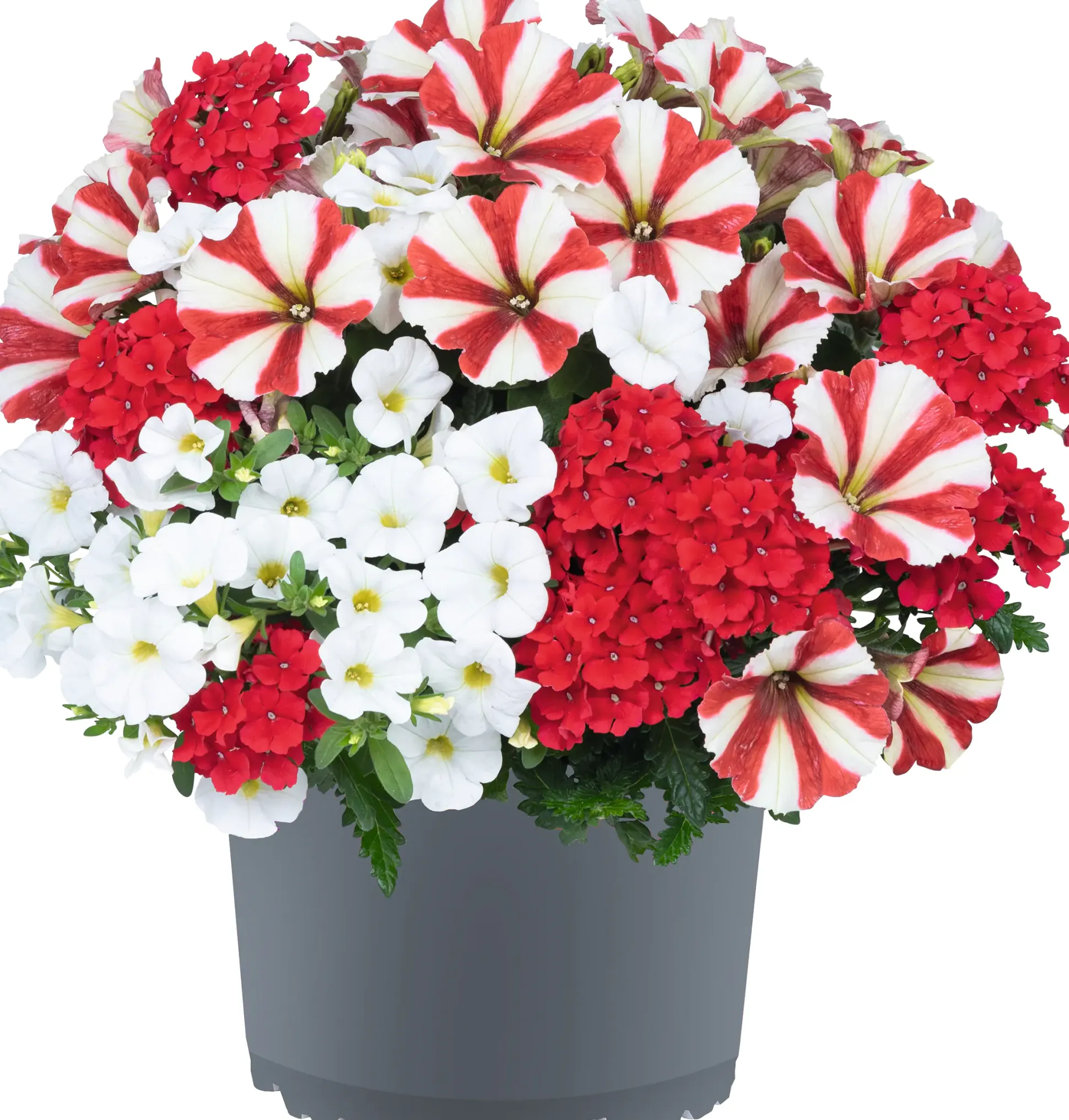 Gattungsmix Rockn Roll 12cm