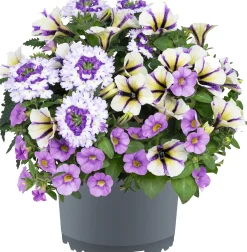 Gattungsmix Rockn Roll 12cm
