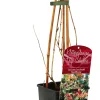 Geißschlinge Lonicera heckrottii Goldflame 2 L Eckcontainer
