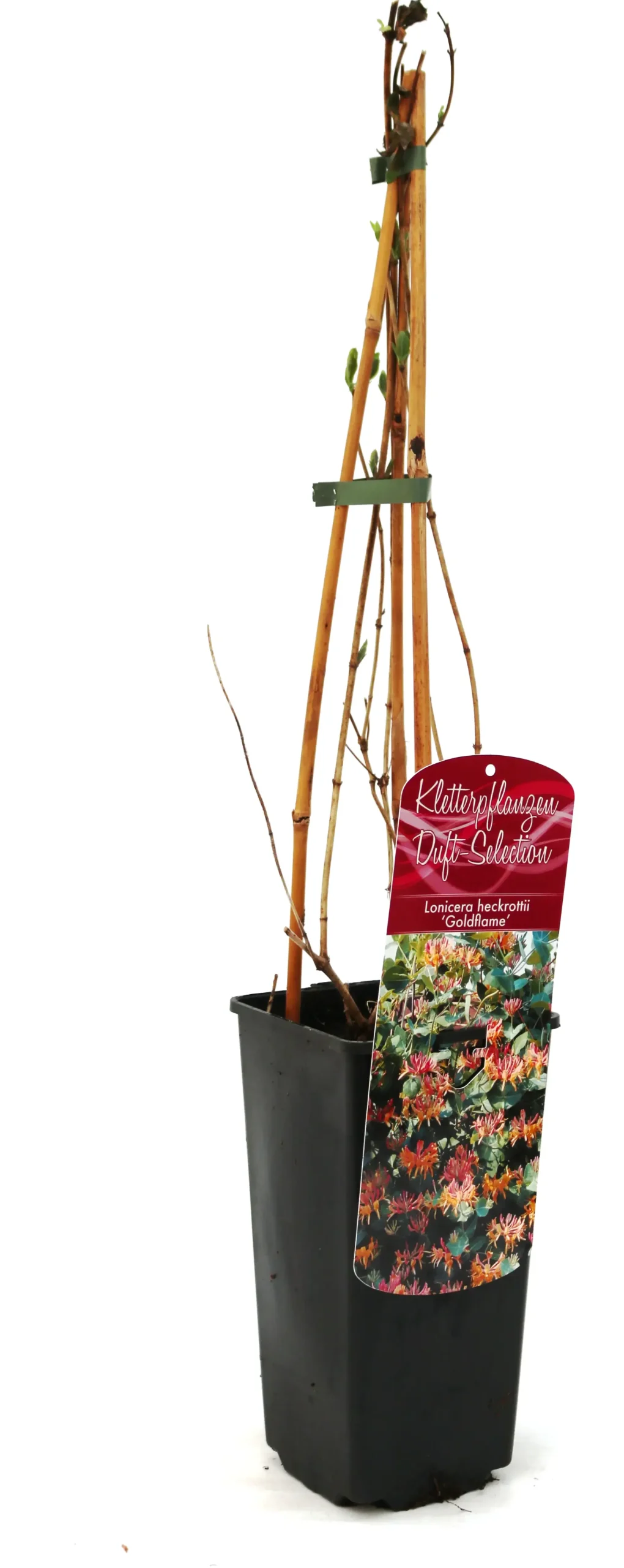 Geißschlinge Lonicera heckrottii Goldflame 2 L Eckcontainer