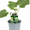 Gemüsepflanze veredelte Sorten Gurke 12 cm Topf