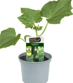 Gemüsepflanze veredelte Sorten Gurke 12 cm Topf